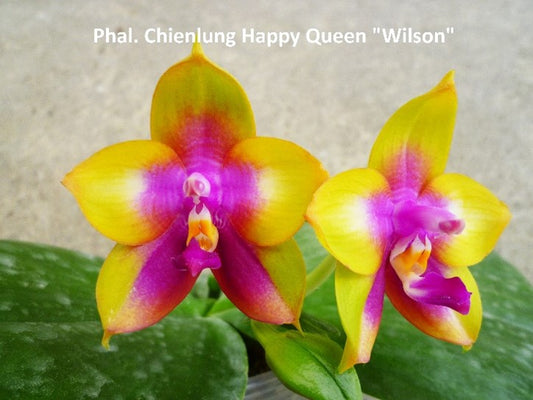 Phal Chienlung Happy Queen 'Wilson', mericlone, Fragrant (102)