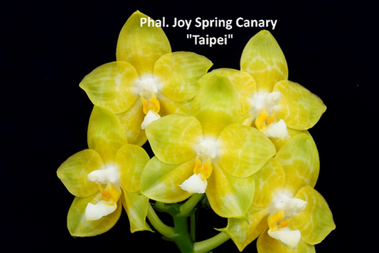 Phal Joy Spring Canary 'Taipei', Mericlone, Fragrant (403 )
