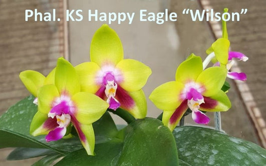 Phal KS Happy Eagle 'Wilson', Mericlone, Fragrant (404)