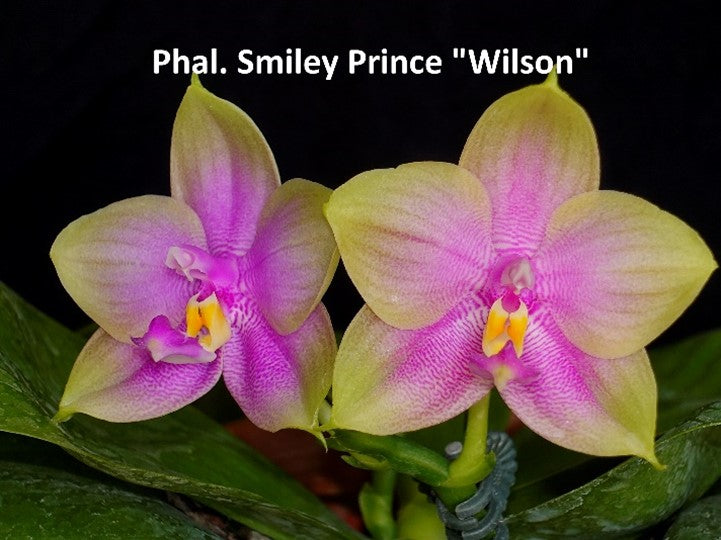 Phal Smiley Prince 'Wilson', Mericlone, Fragrant (409)