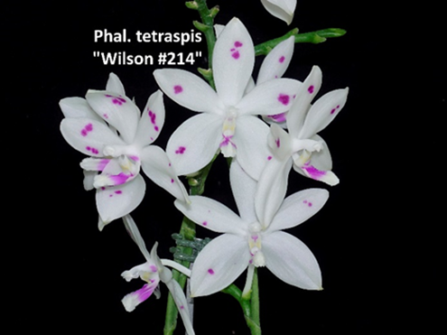 Phal tetraspis 'Wilson #214', Mericlone, Fragrant (410)