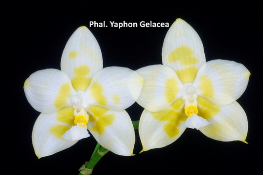 Phal Yaphon Gelacea, Mericlone, Fragrant (414)