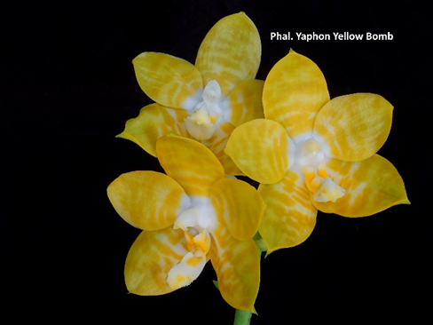 Phal Yaphon Yellow Bomb, Mericlone, Fragrant (415)