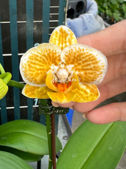 M13: Phal Feifan Golden Lion, seed-grown novelty from Mainshow Orchids