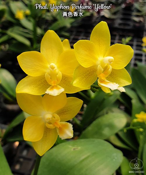 Phal Yaphon Perfume 'Yellow' (C06）