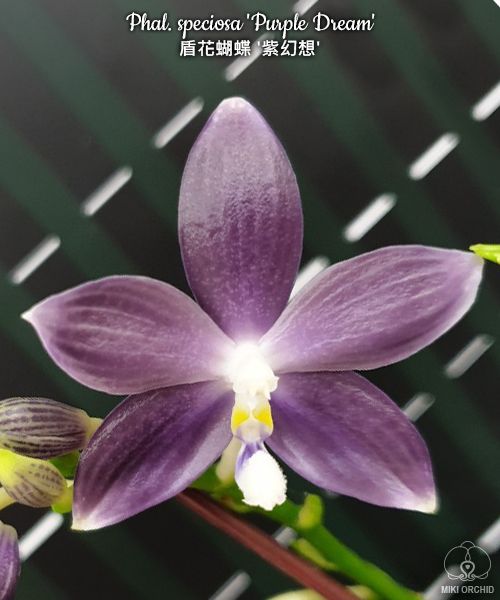 Phal speciosa 'Purple Dream' (C22)