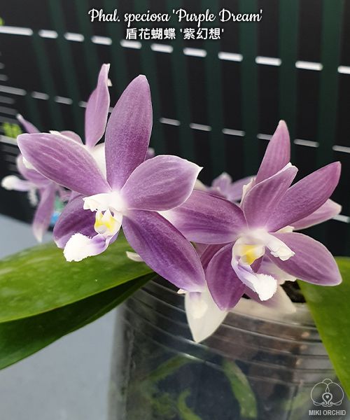 Phal speciosa 'Purple Dream' (C22)