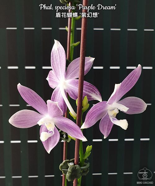 Phal speciosa 'Purple Dream' (C22)