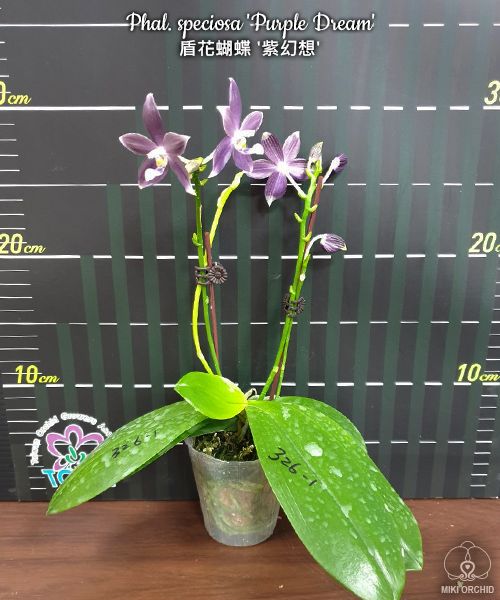 Phal speciosa 'Purple Dream' (C22)