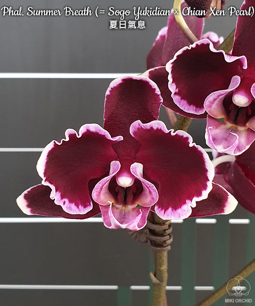 E44: Phal Summer Breath (Sogo Yukidian x Chian Xen Pearl) 夏日气息