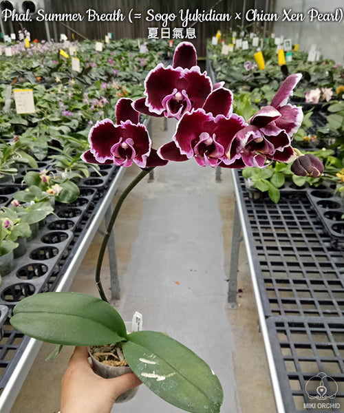 E44: Phal Summer Breath (Sogo Yukidian x Chian Xen Pearl) 夏日气息