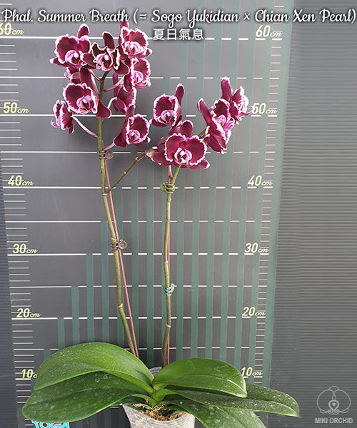 E44: Phal Summer Breath (Sogo Yukidian x Chian Xen Pearl) 夏日气息