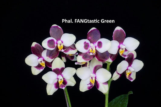 Phal. FANGtastic Green Envy (103), Mericlone / Fragrant