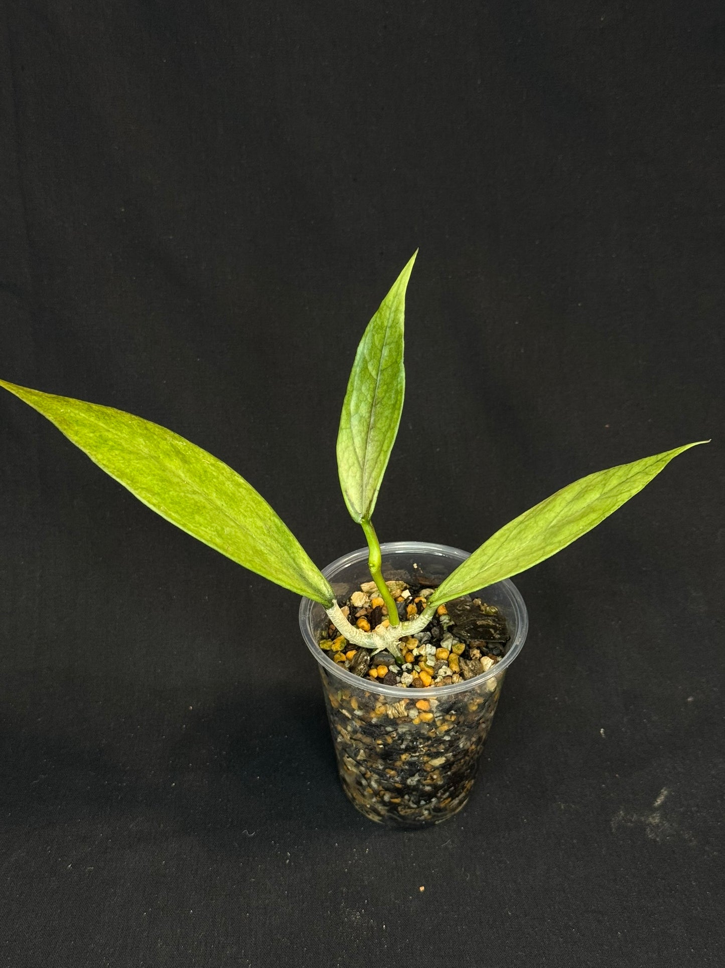 UNICORN🦄! Hoya germany silver, silvery light green leaves with new growth, rare