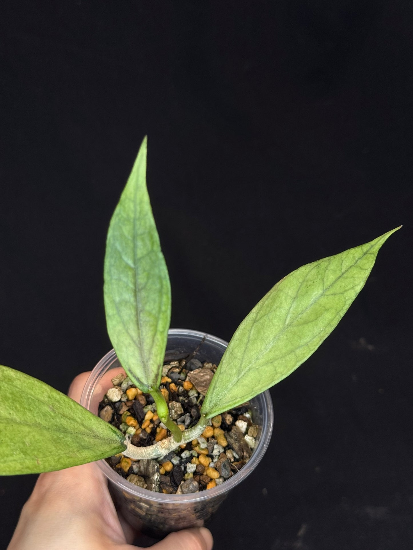 UNICORN🦄! Hoya germany silver, silvery light green leaves with new growth, rare