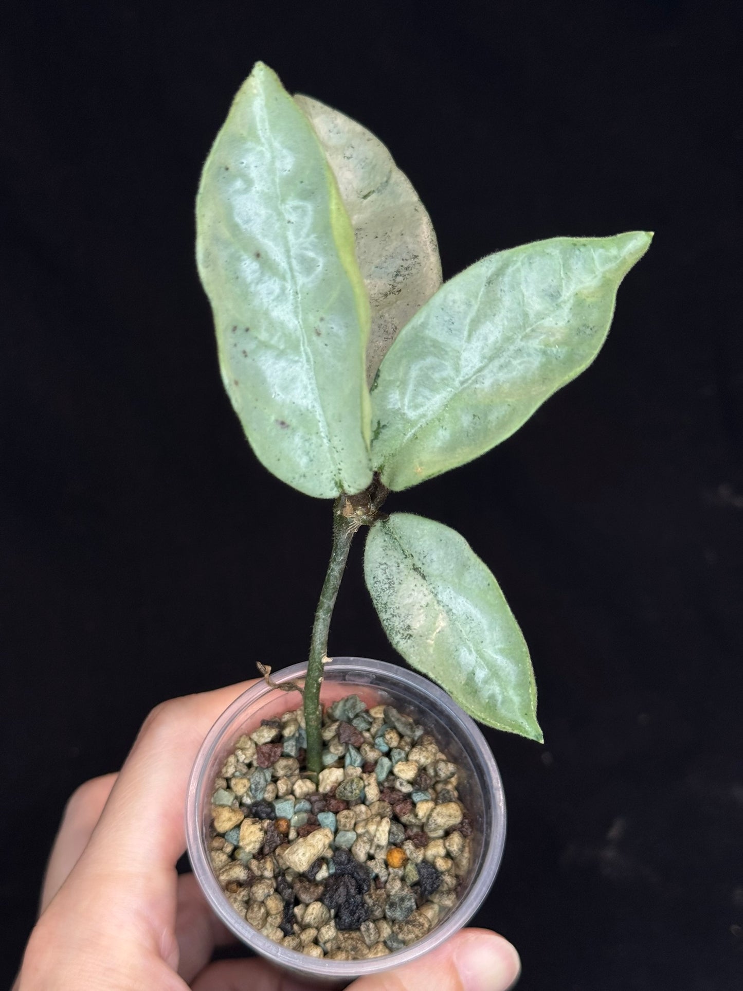 Hoya carnosa 'GREY GHOST', nice grey leaves
