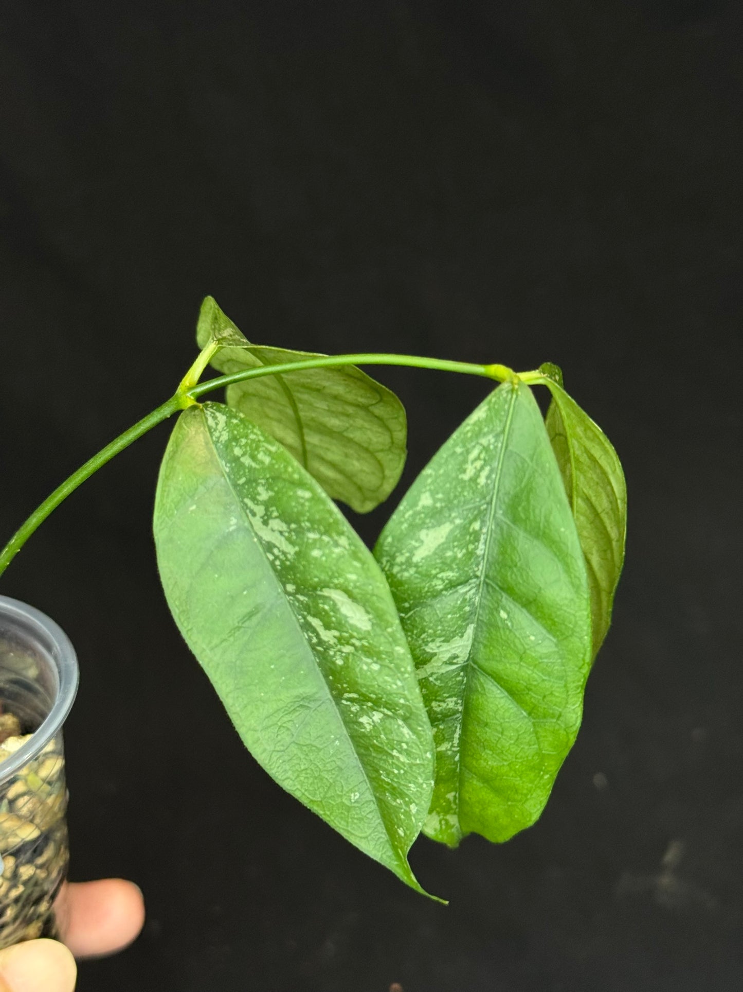Hoya Cystiantha Splash (C2), rare, nice splashy leaves