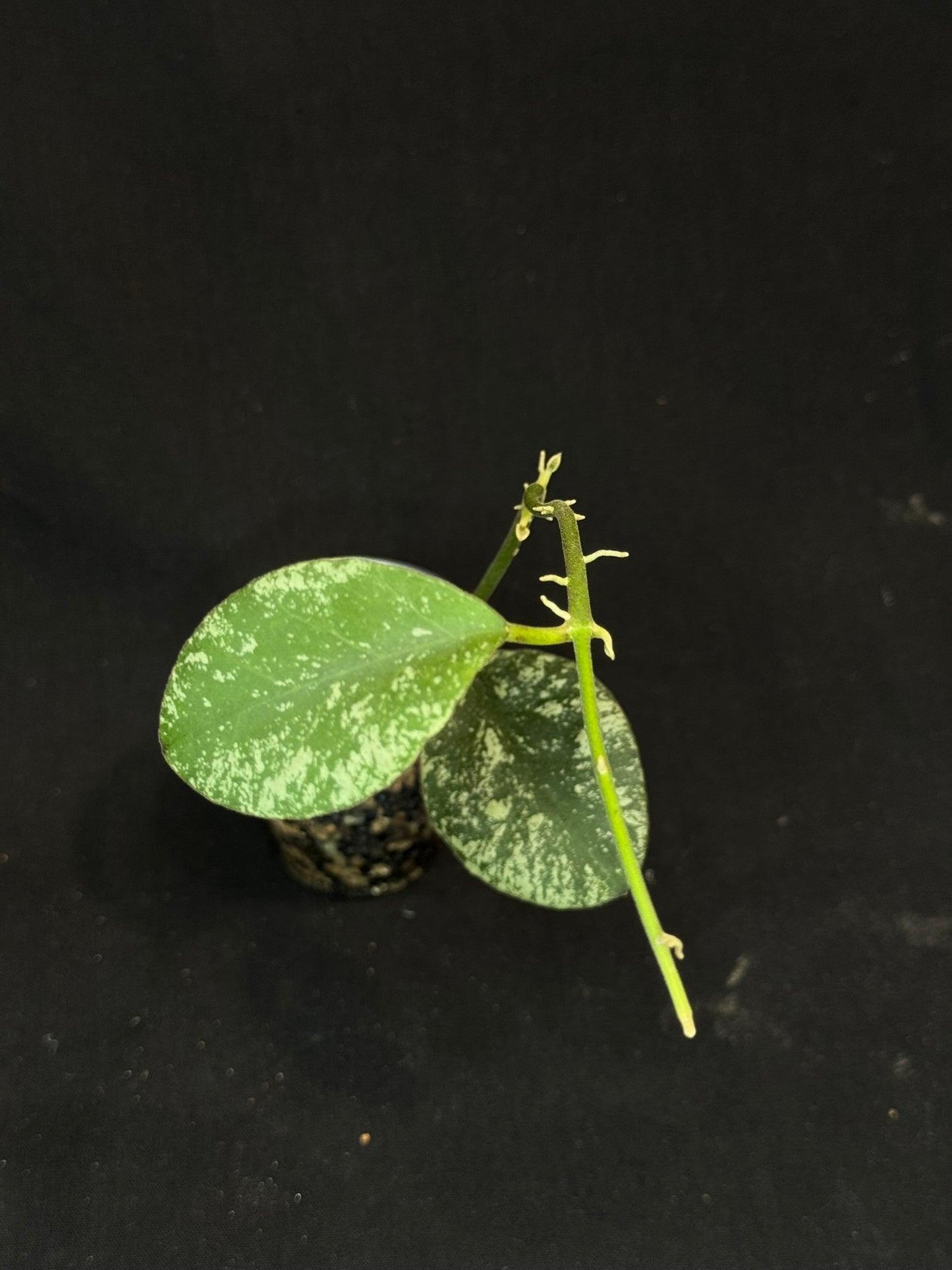 Hoya waymaniae cloudy sky, silvery/splash leaves (Copy)