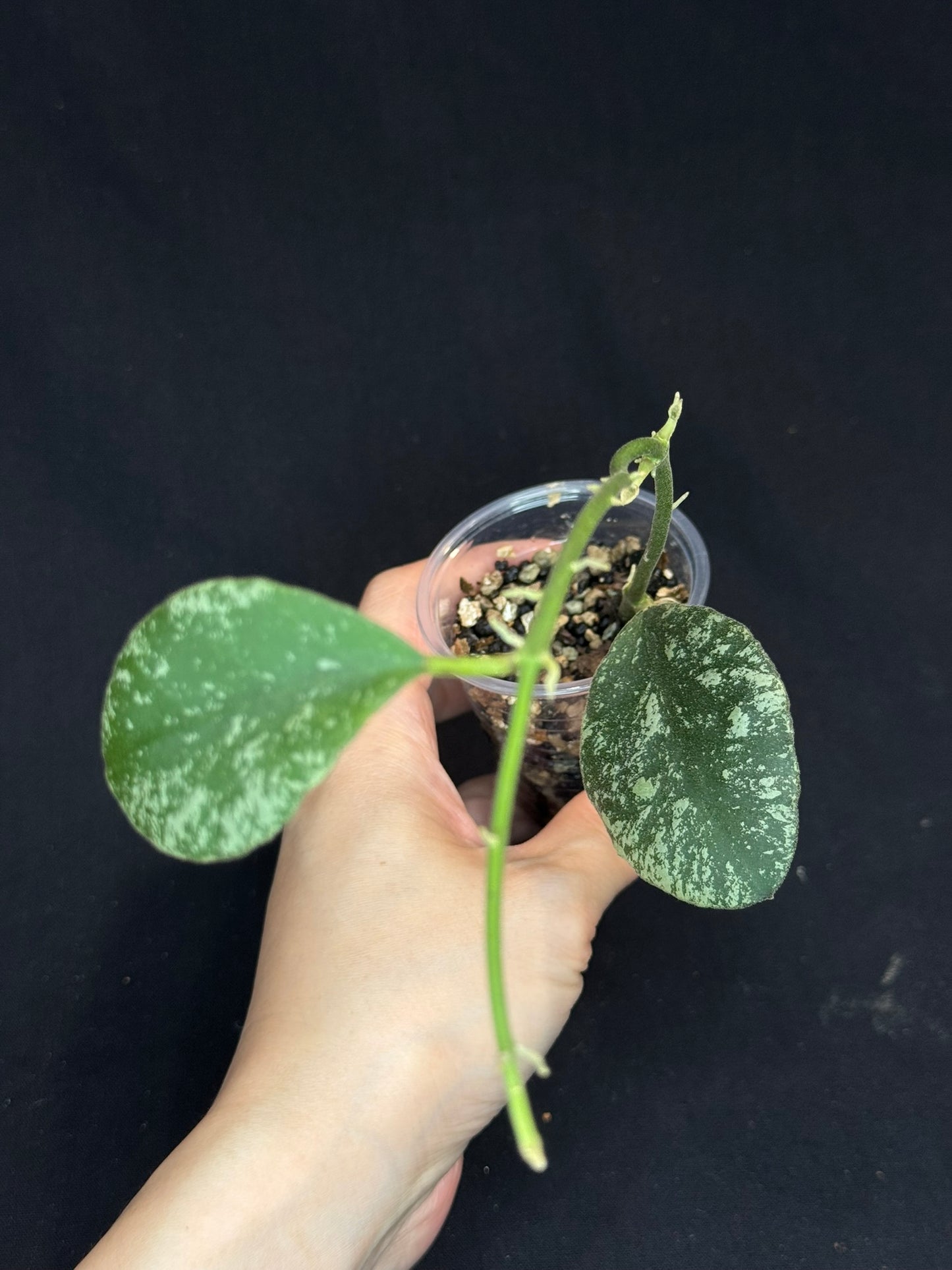 Hoya waymaniae cloudy sky, silvery/splash leaves (Copy)