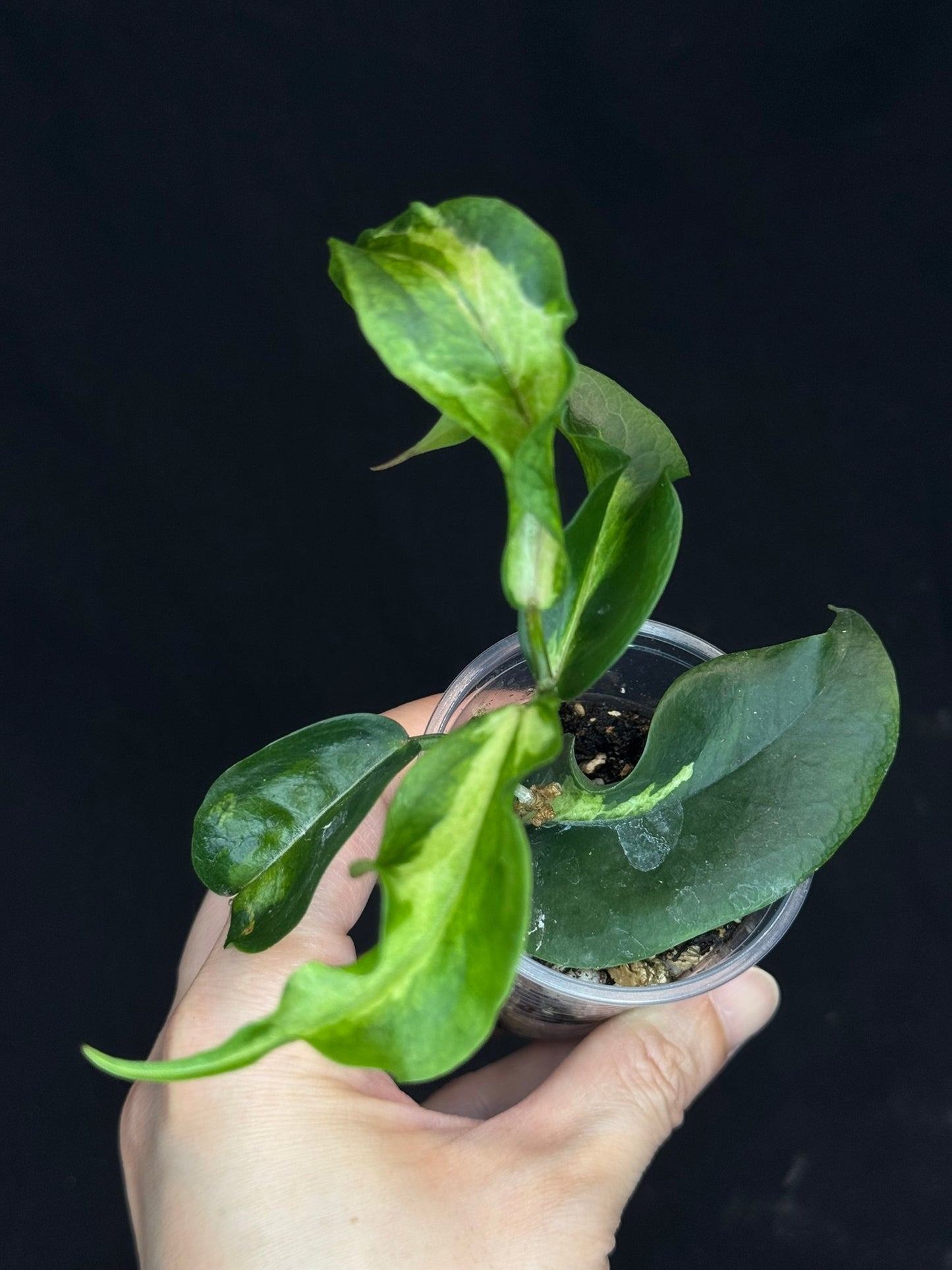 Hoya Kenejiana variegata, nice inner variegation, wavy leaves, rare and special
