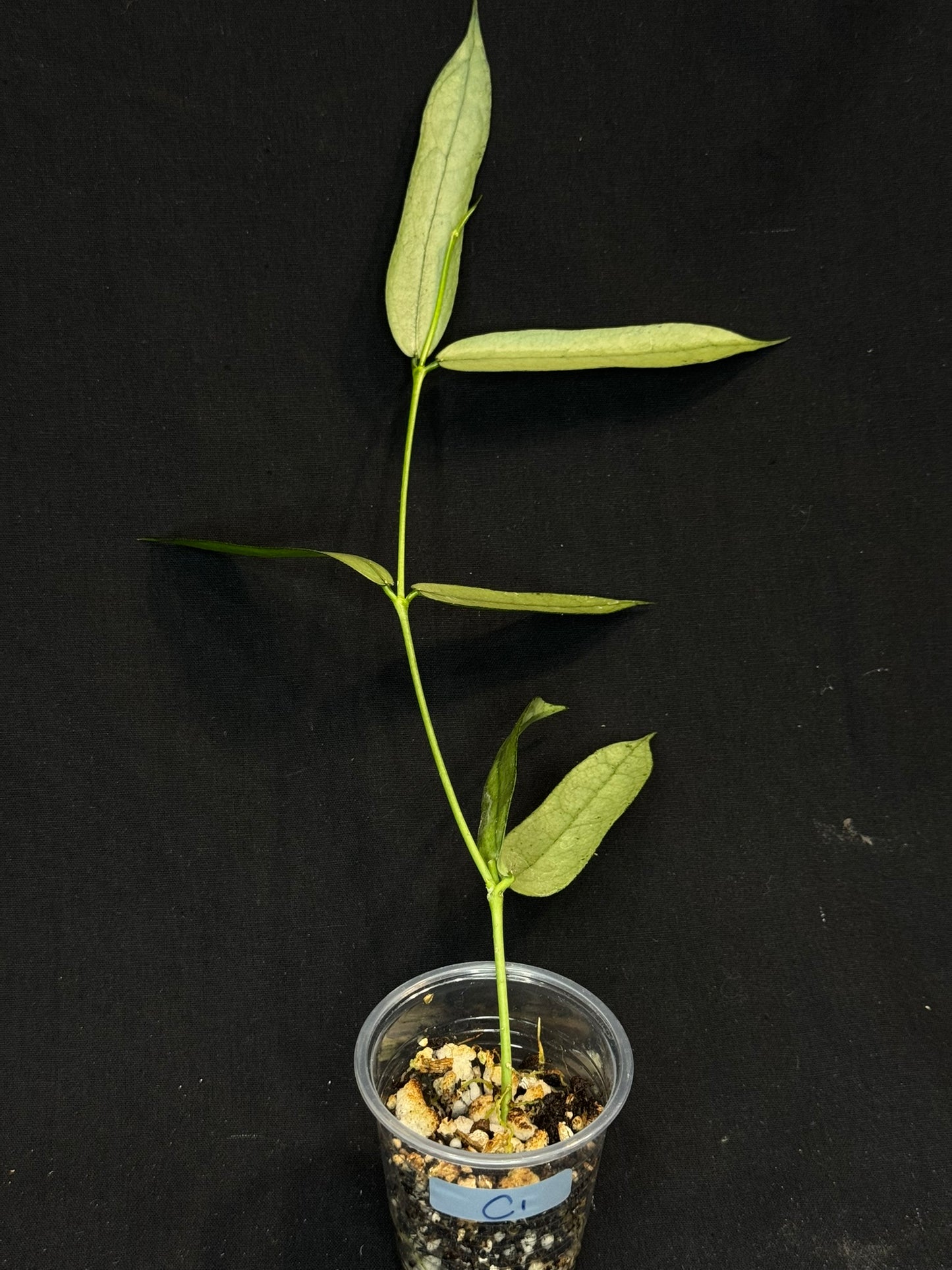 Hoya pandurata silver Vietnam clone, well-rooted (C1)