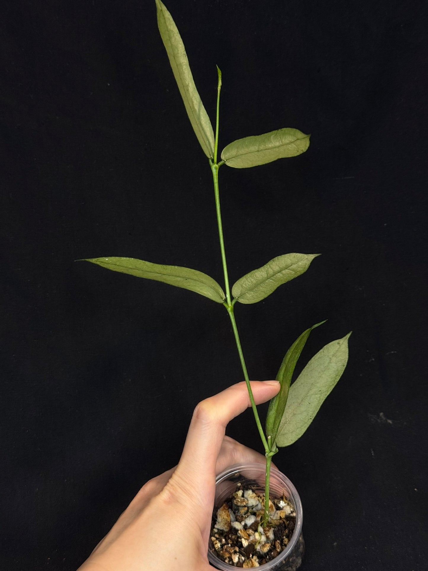 Hoya pandurata silver Vietnam clone, well-rooted (C1)