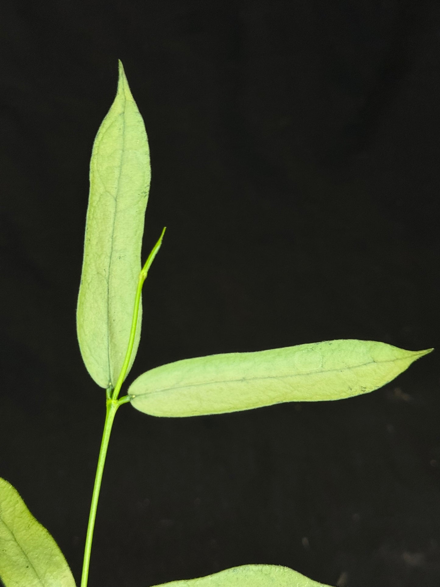 Hoya pandurata silver Vietnam clone, well-rooted (C1)
