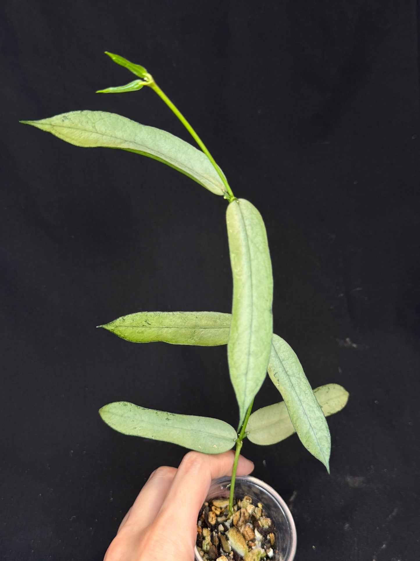 Hoya pandurata silver Vietnam clone, well-rooted (C3)