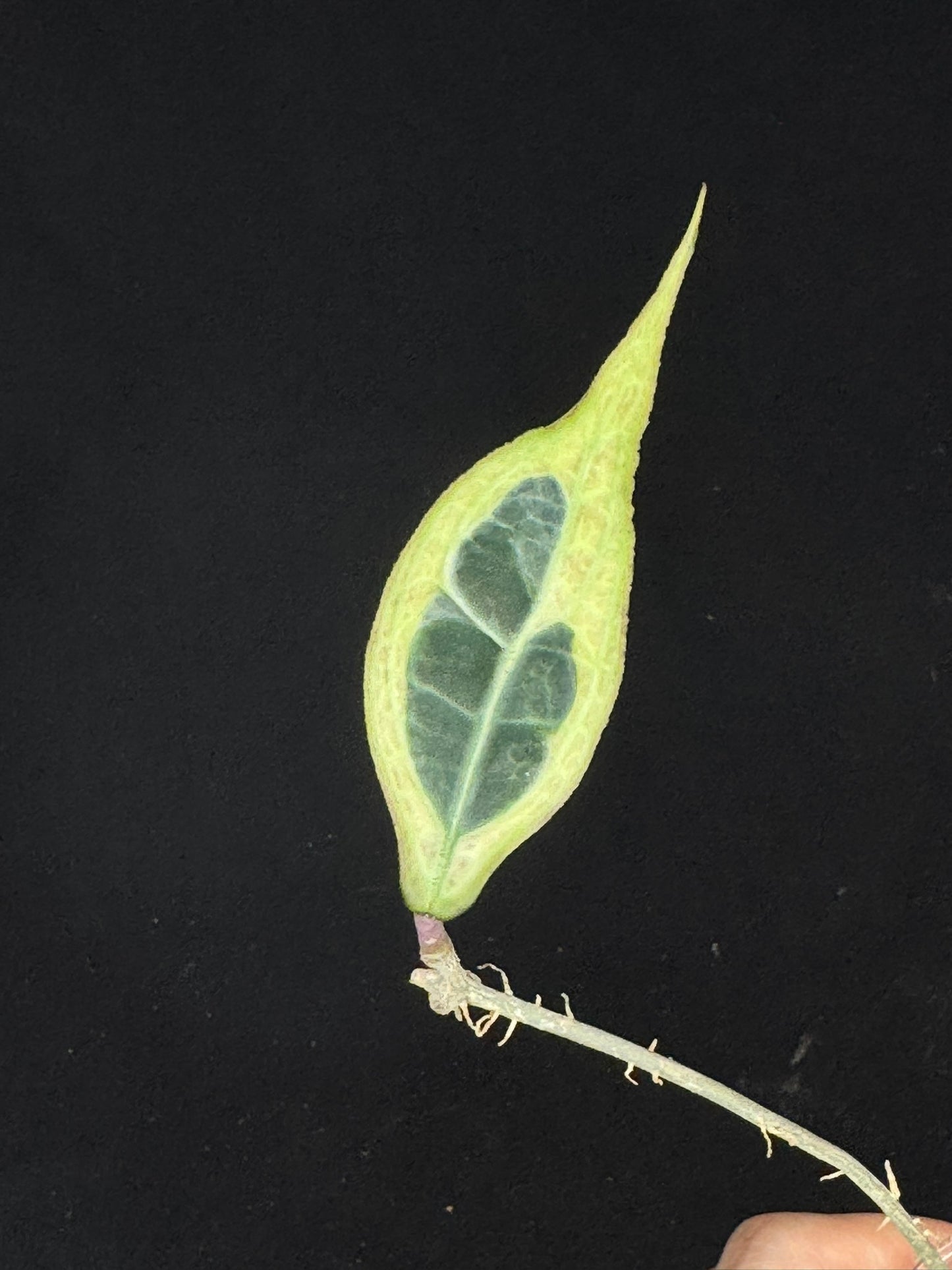 Hoya sp. Tanggamus albo-marginata, beautiful variegation (C1)