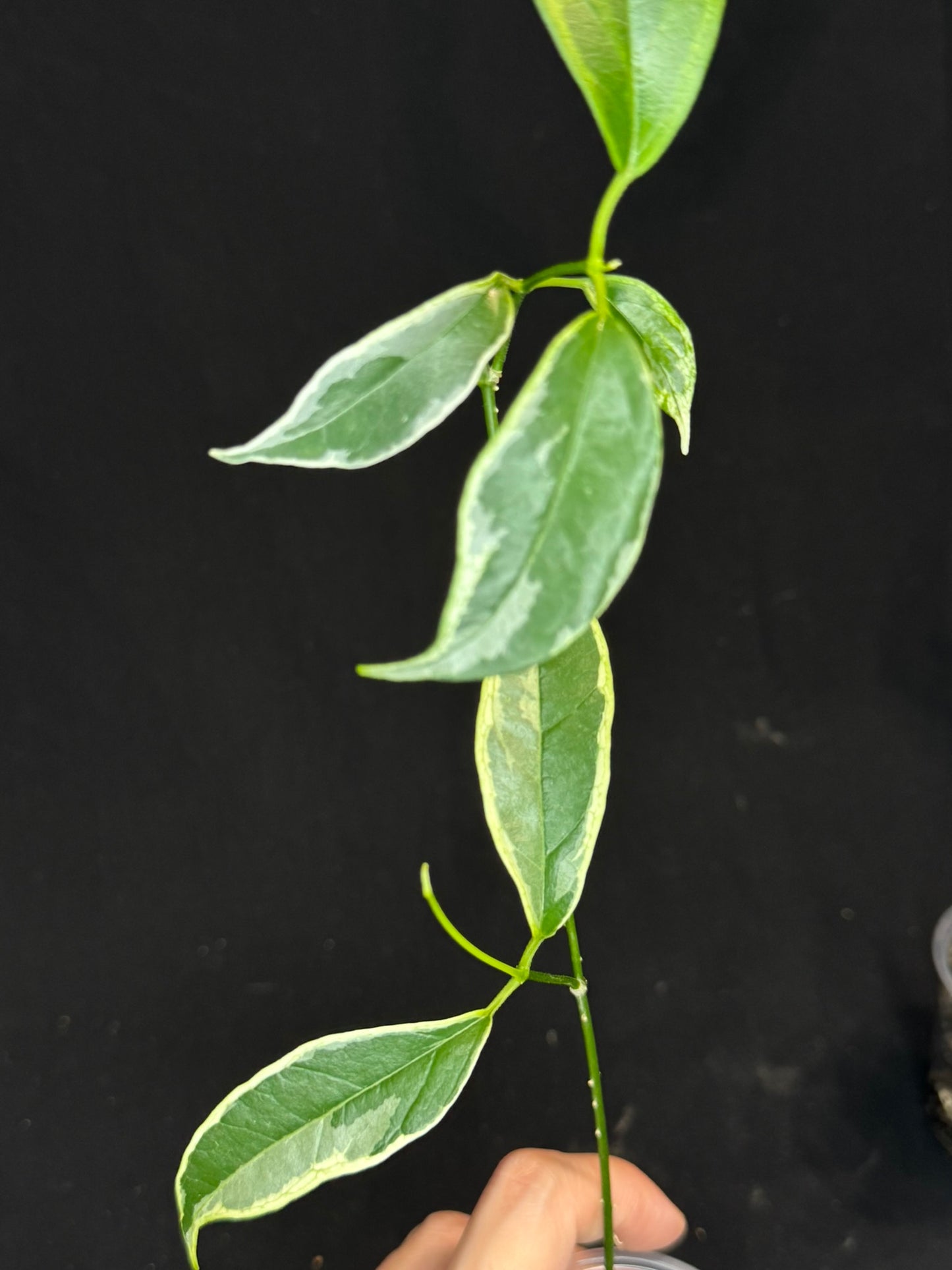Hoya Buotti Albomarginata, nice water-color variegation (C1)