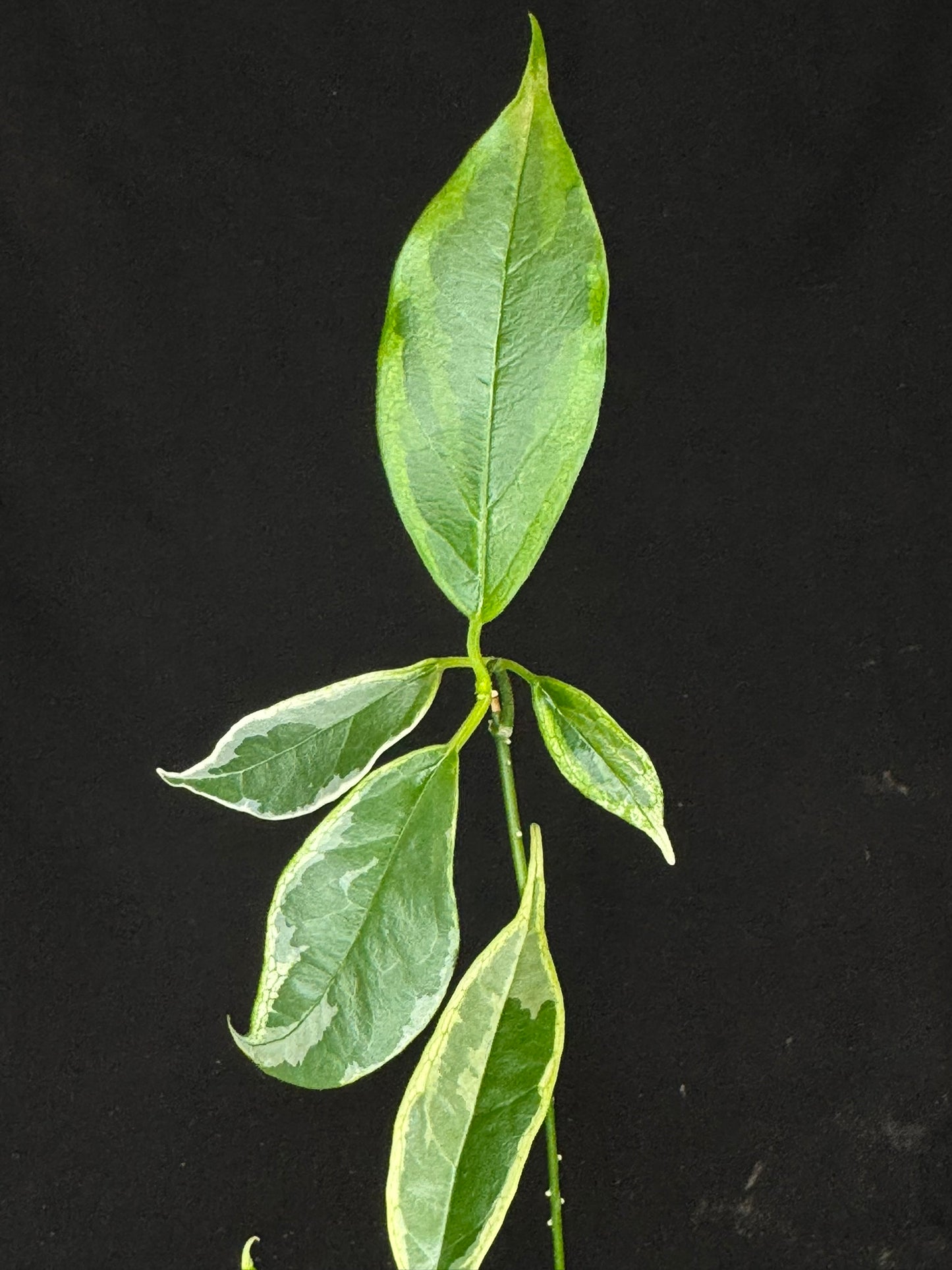 Hoya Buotti Albomarginata, nice water-color variegation (C1)