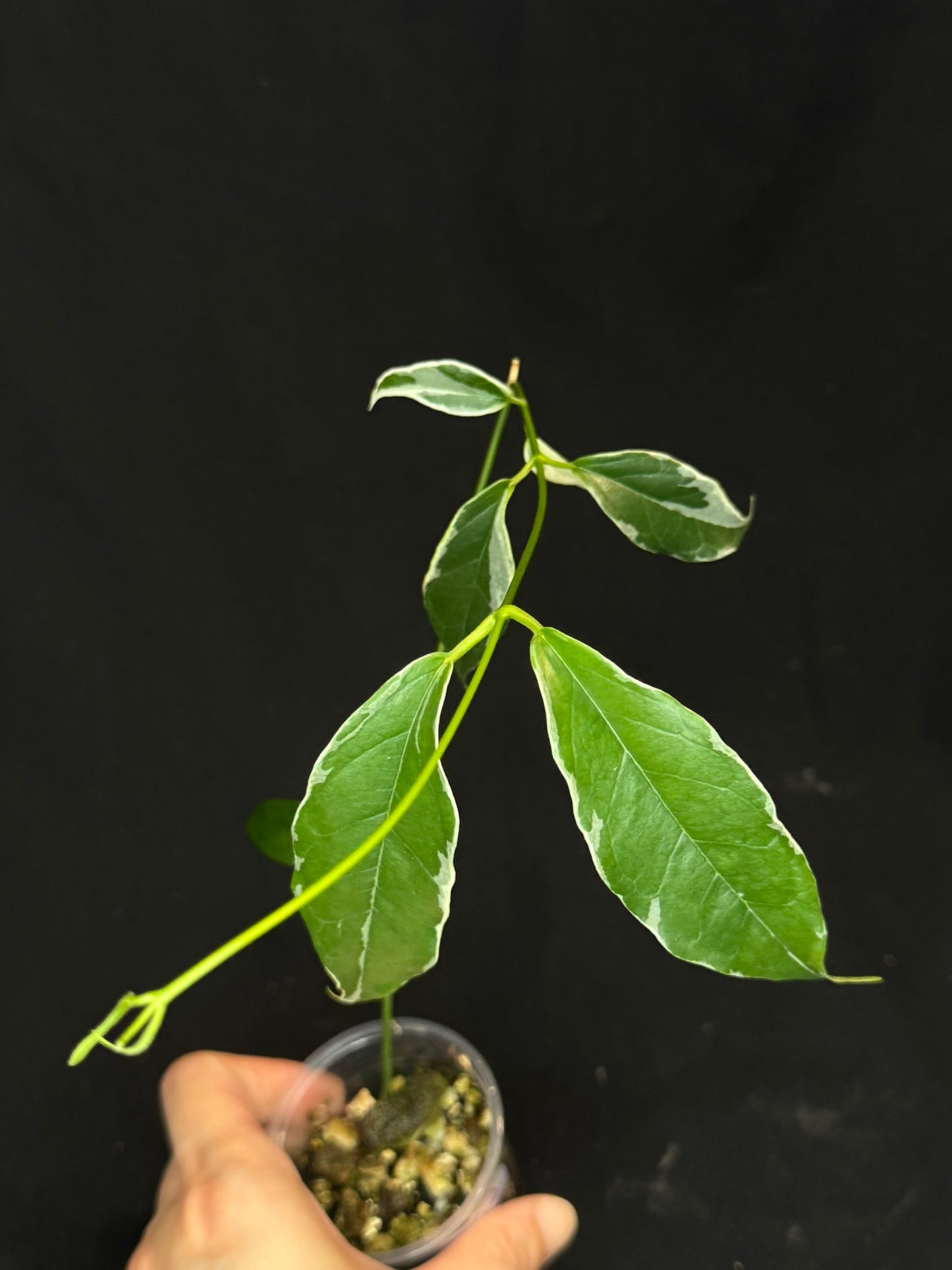 Hoya Buotti Albomarginata, nice water-color variegation (C2)