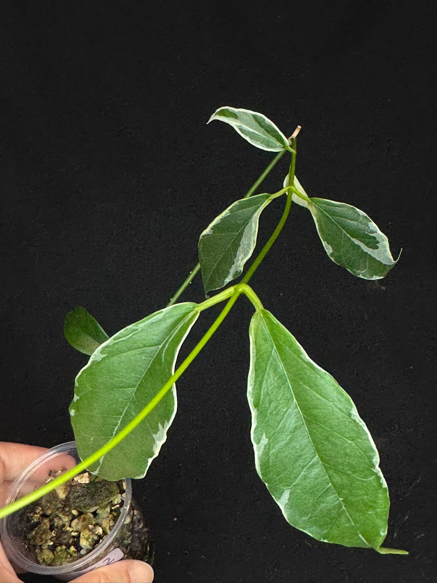 Hoya Buotti Albomarginata, nice water-color variegation (C2)