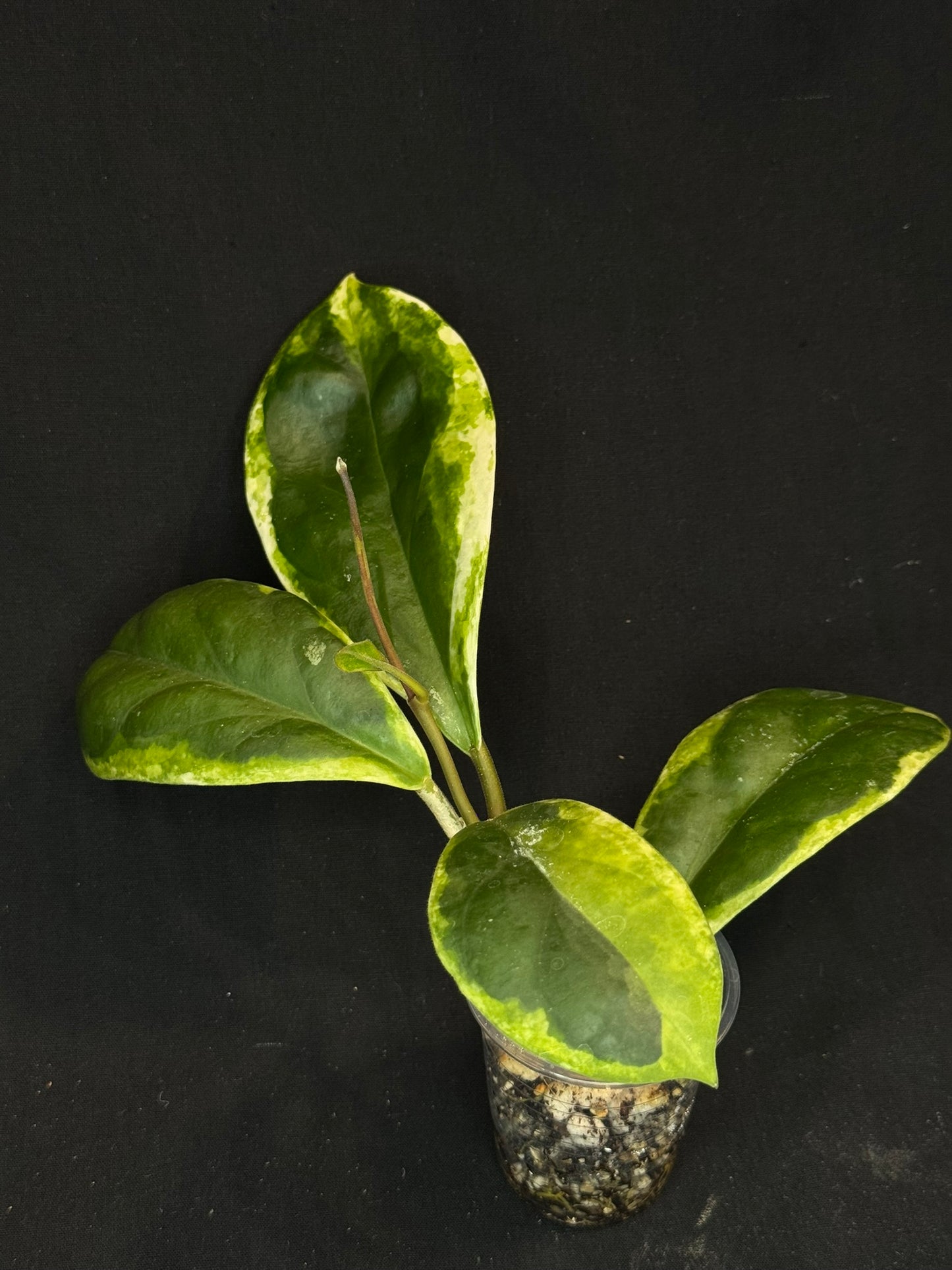 Hoya incrassata albomarginata, nice variegation