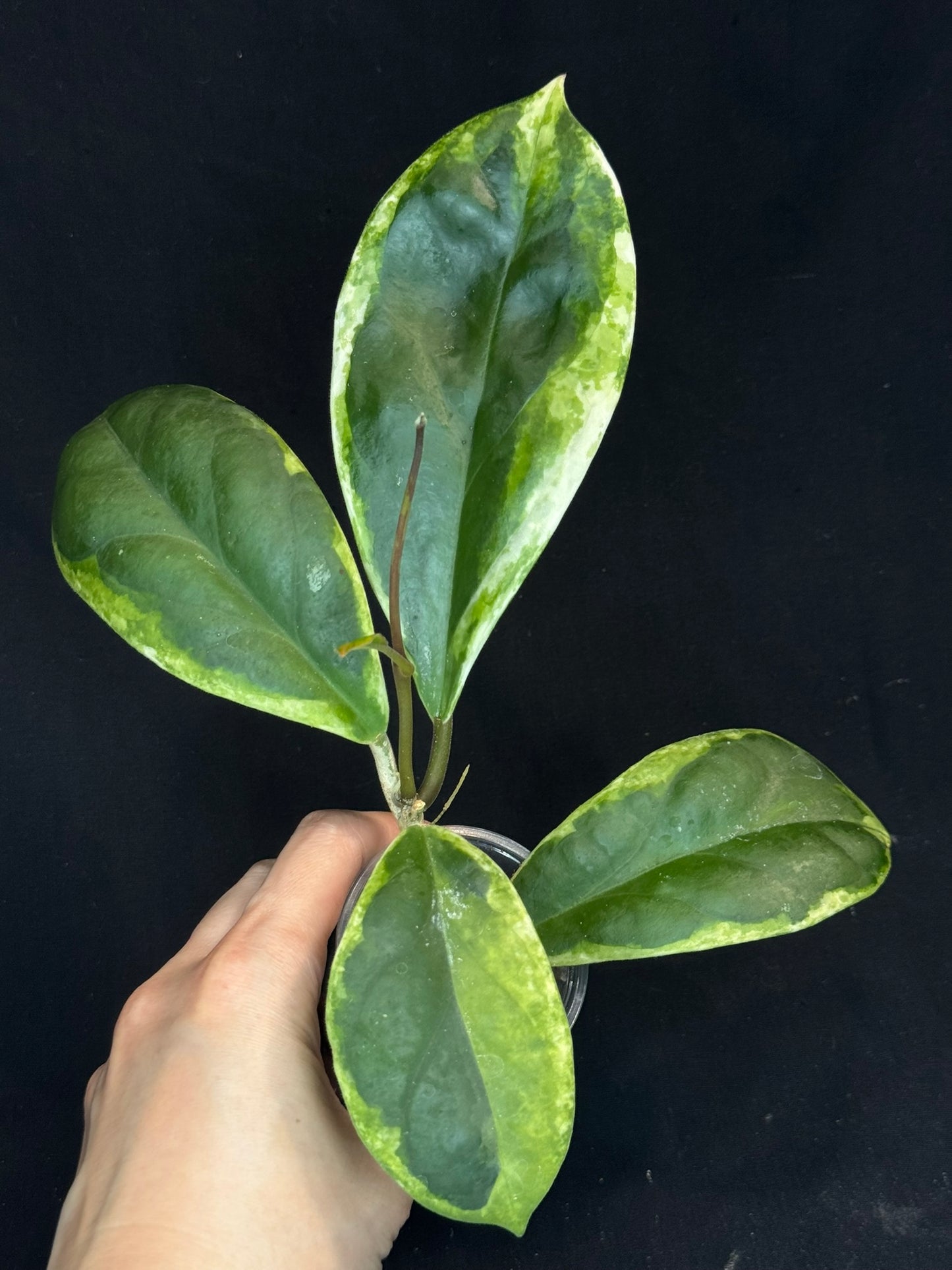 Hoya incrassata albomarginata, nice variegation