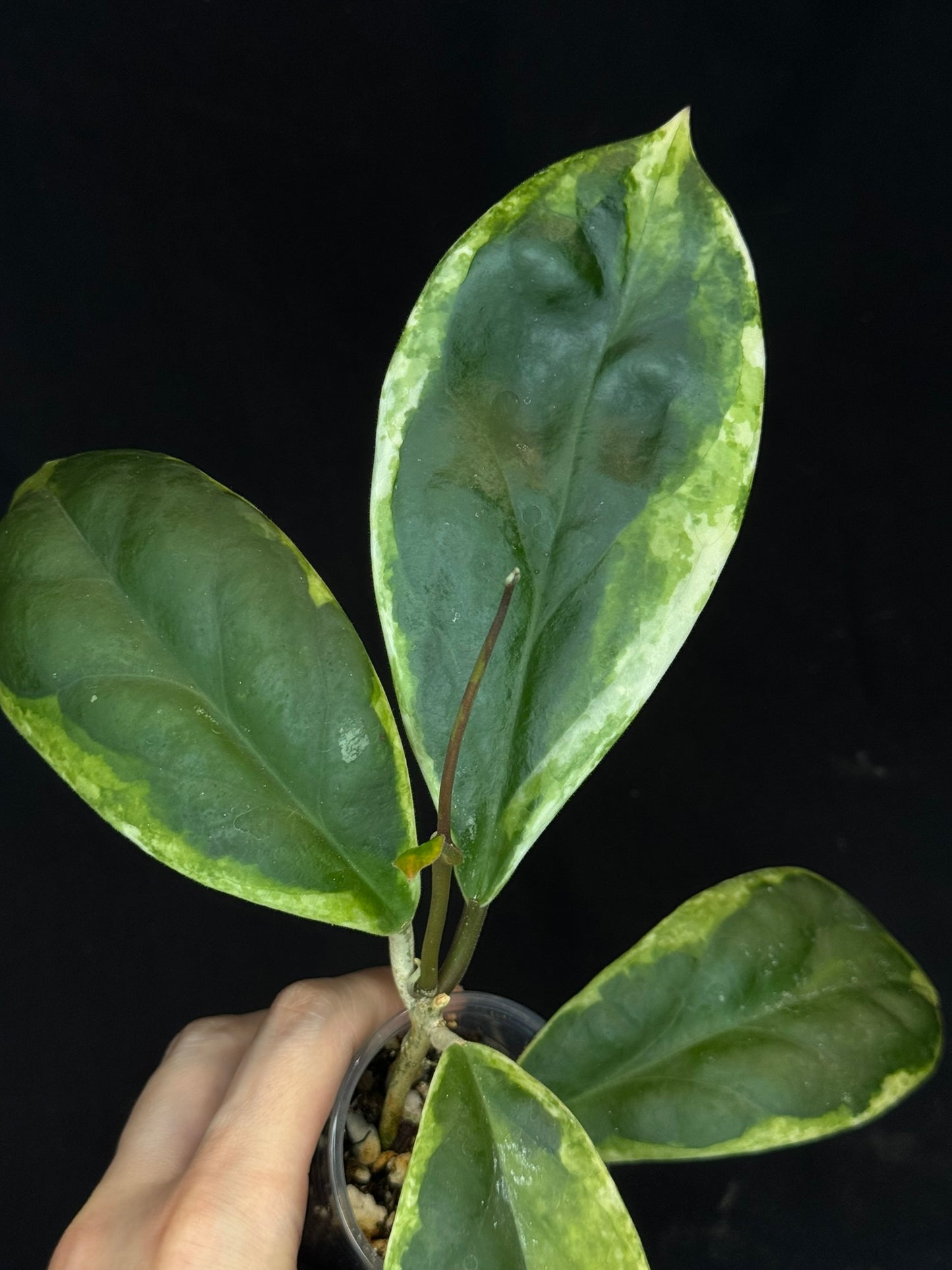 Hoya incrassata albomarginata, nice variegation