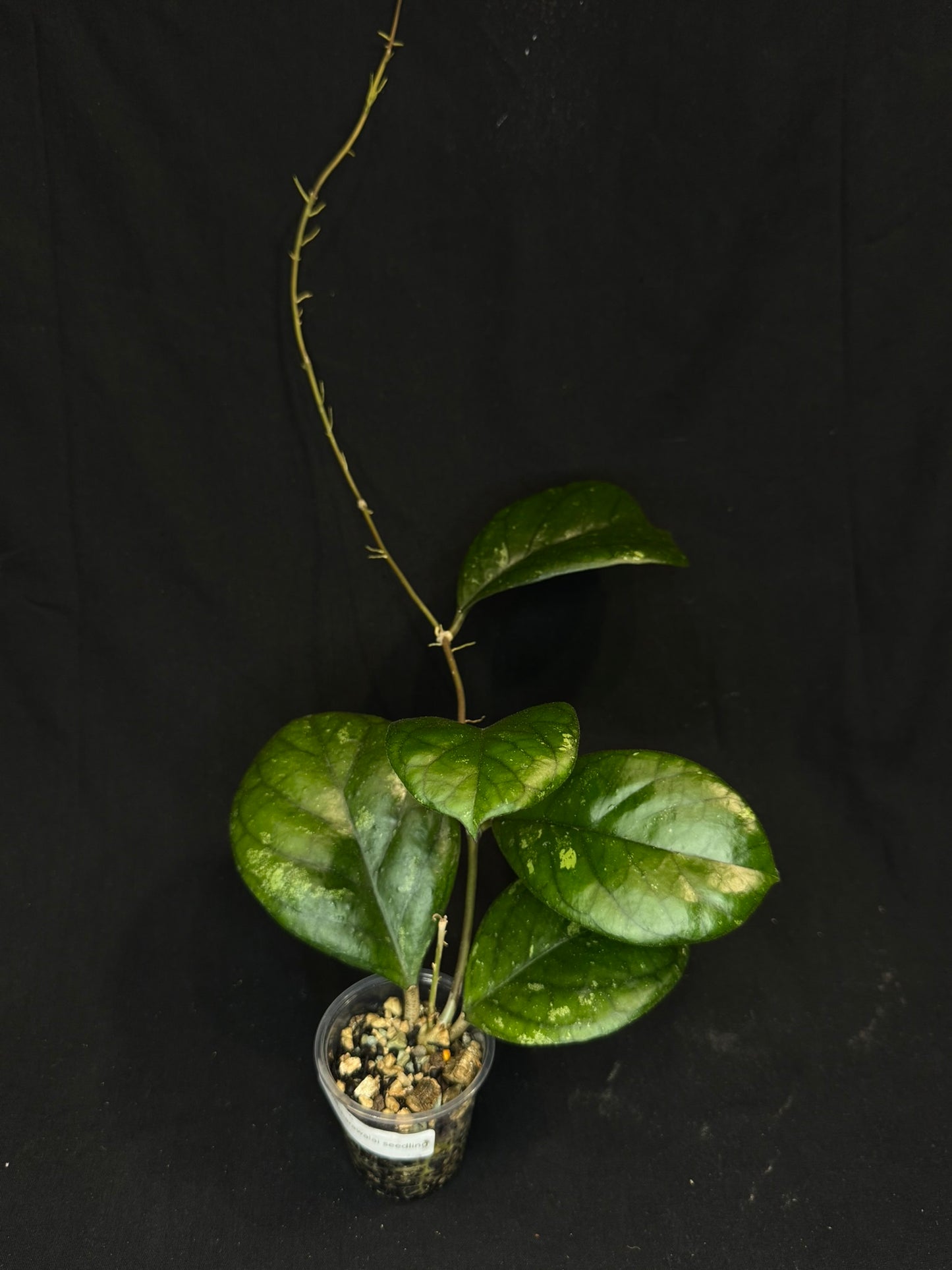 Hoya patcharawalai seedling by ice, rare