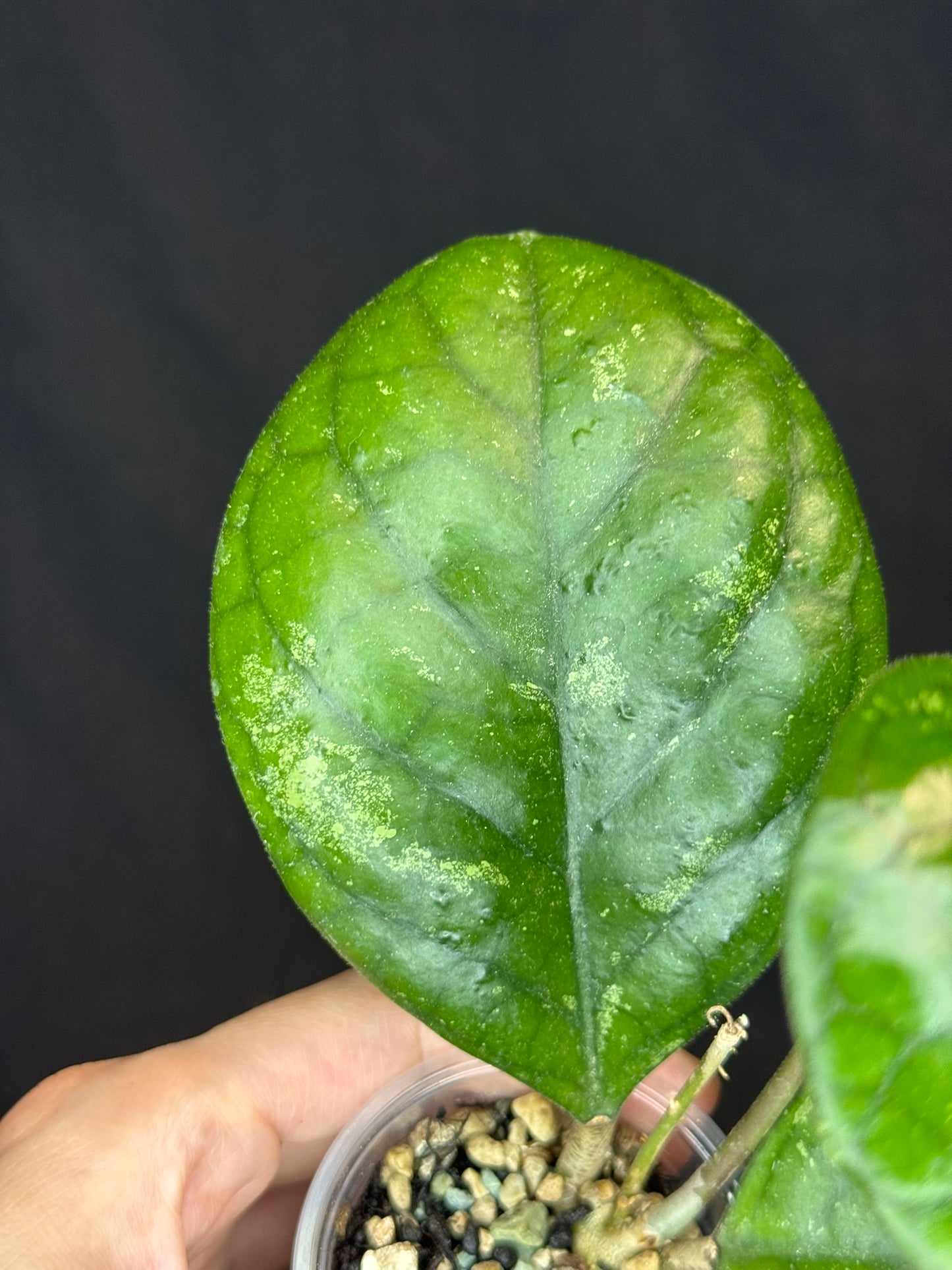 Hoya patcharawalai seedling by ice, rare