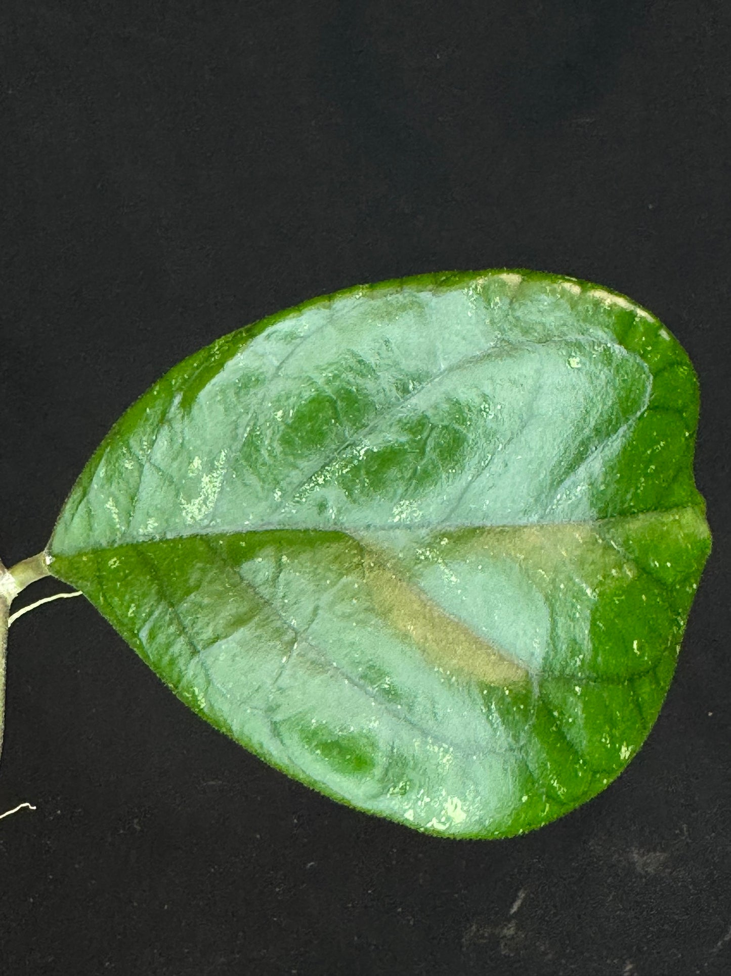Hoya patcharawalai seedling by ice, rare