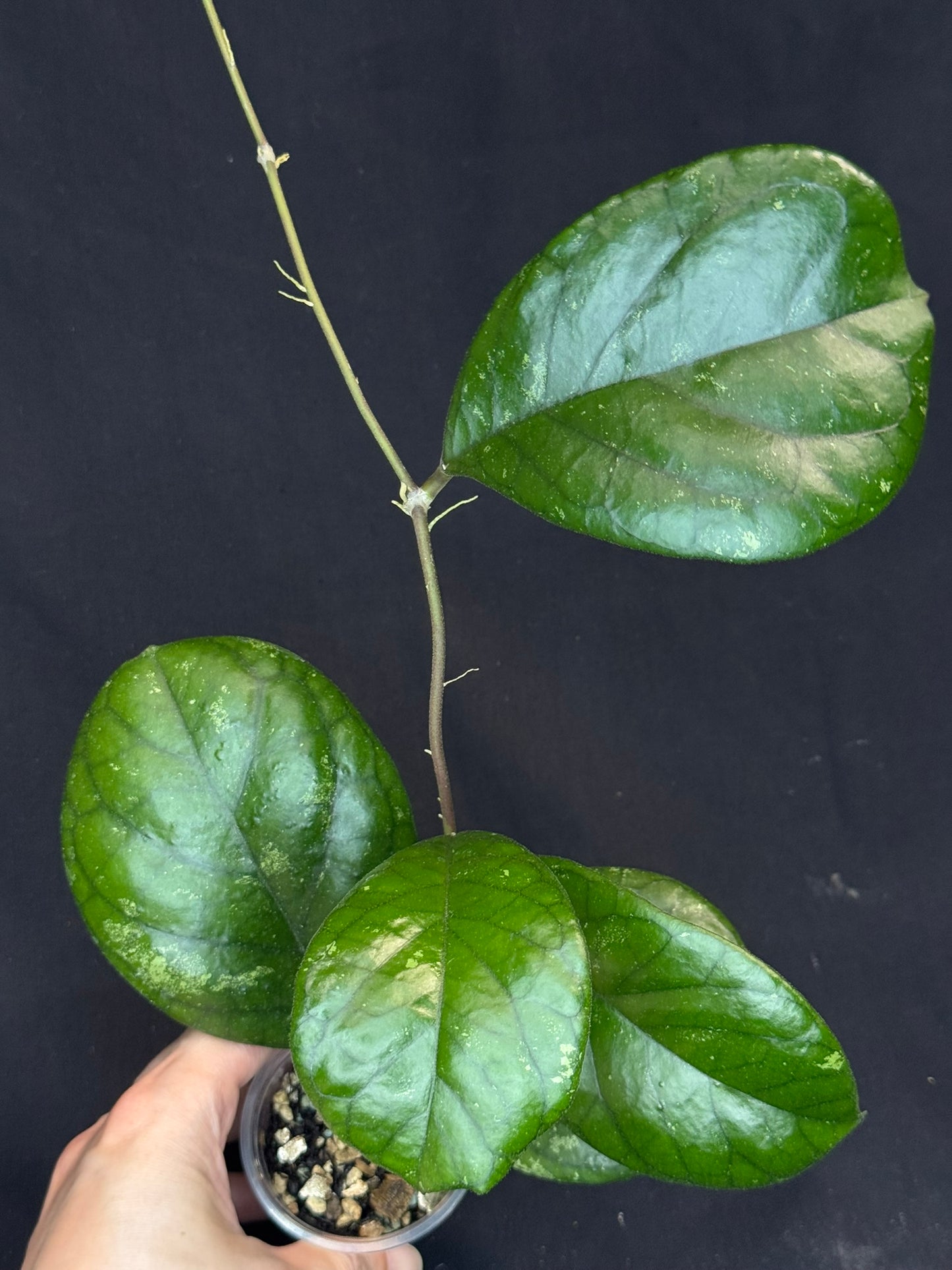 Hoya patcharawalai seedling by ice, rare