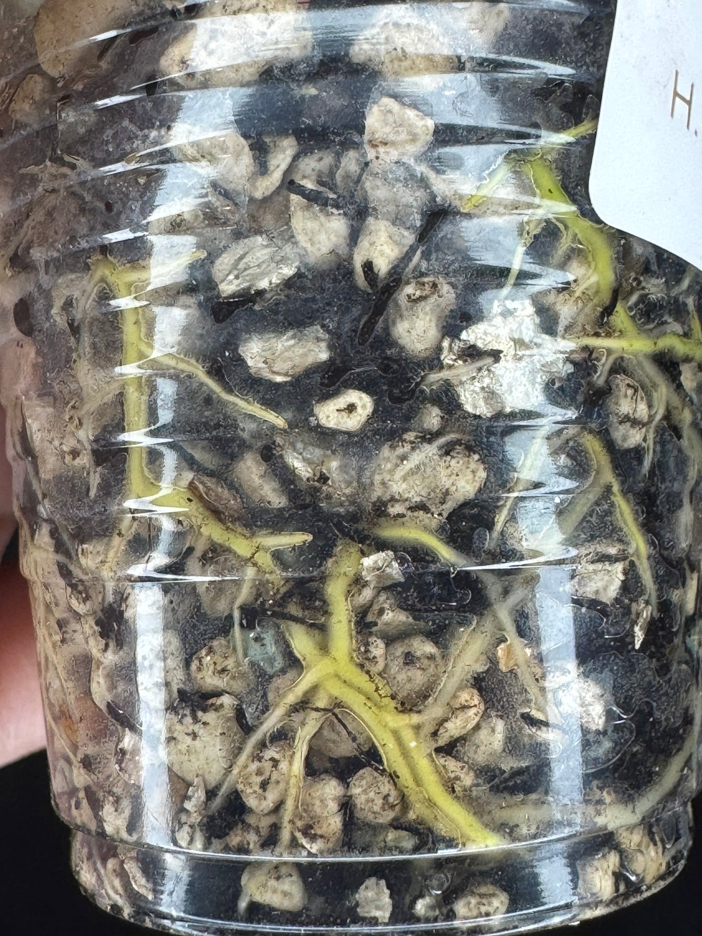 Hoya patcharawalai seedling by ice, rare