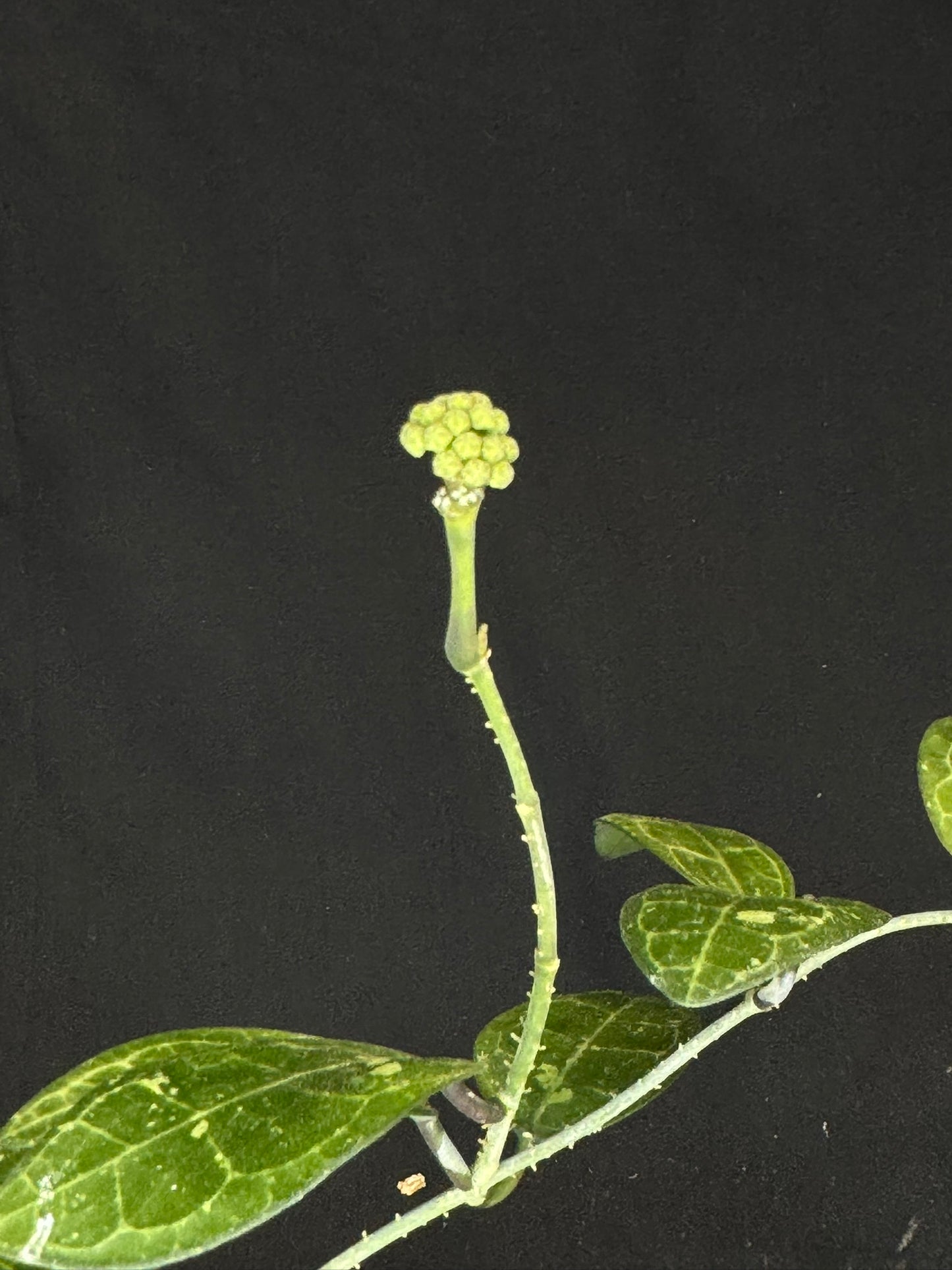 Hoya elliptica splash, splashy cute big leaves with a peduncle, big plant