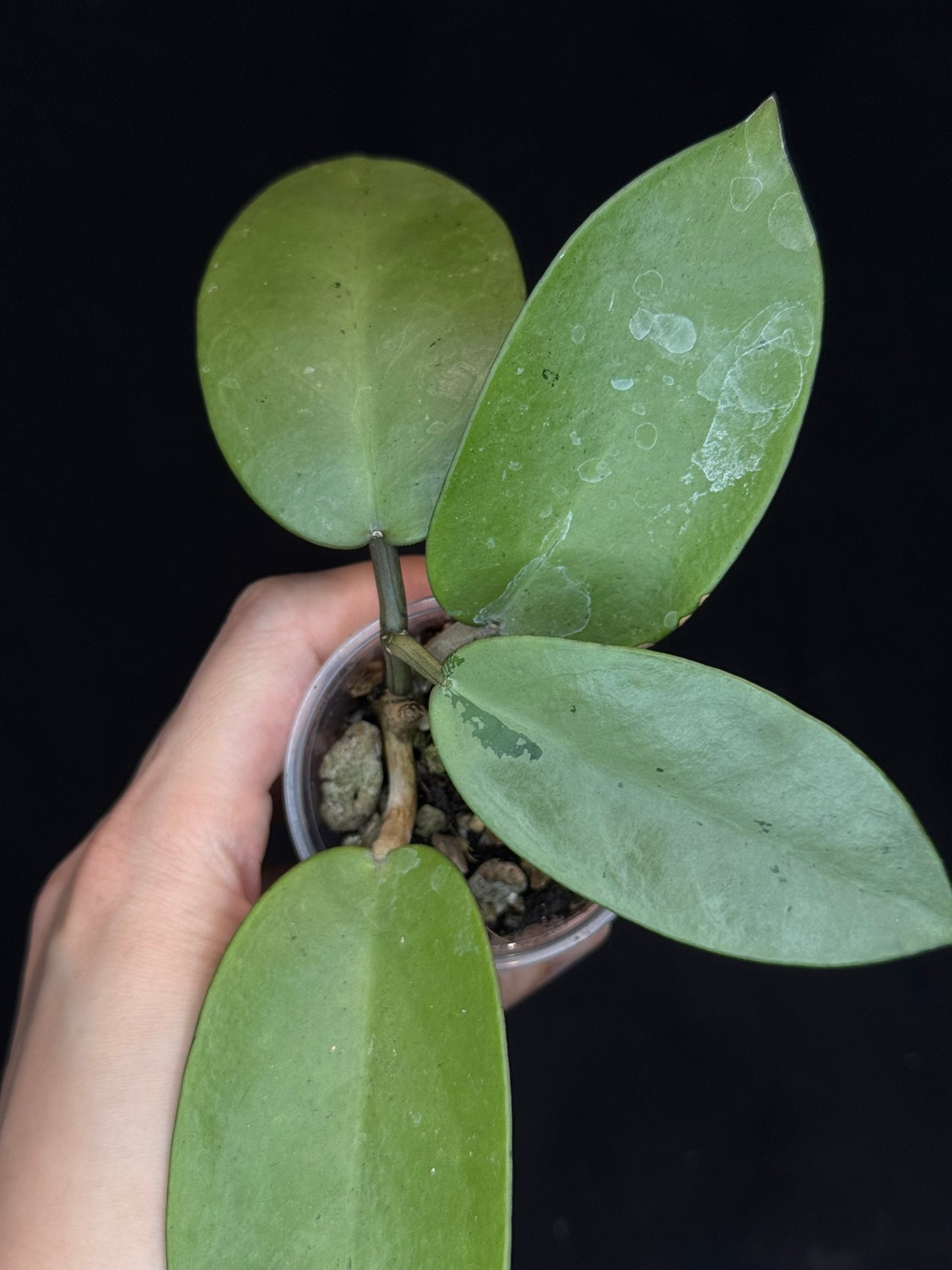 Hoya Silver Dollar, stable silver leaves