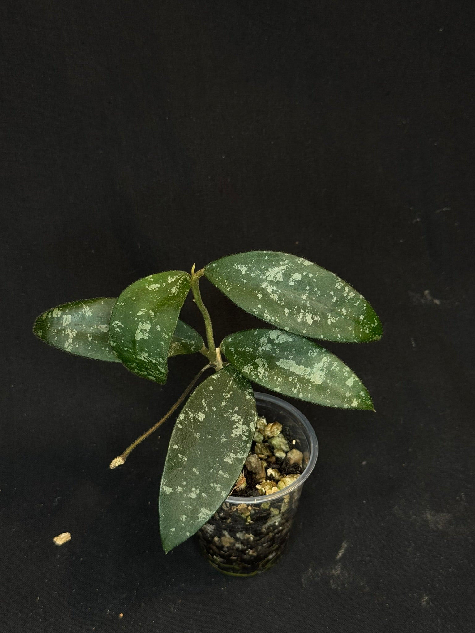Hoya Phuwuaensis splash, with one peduncle – HappyPlantsUSA.com