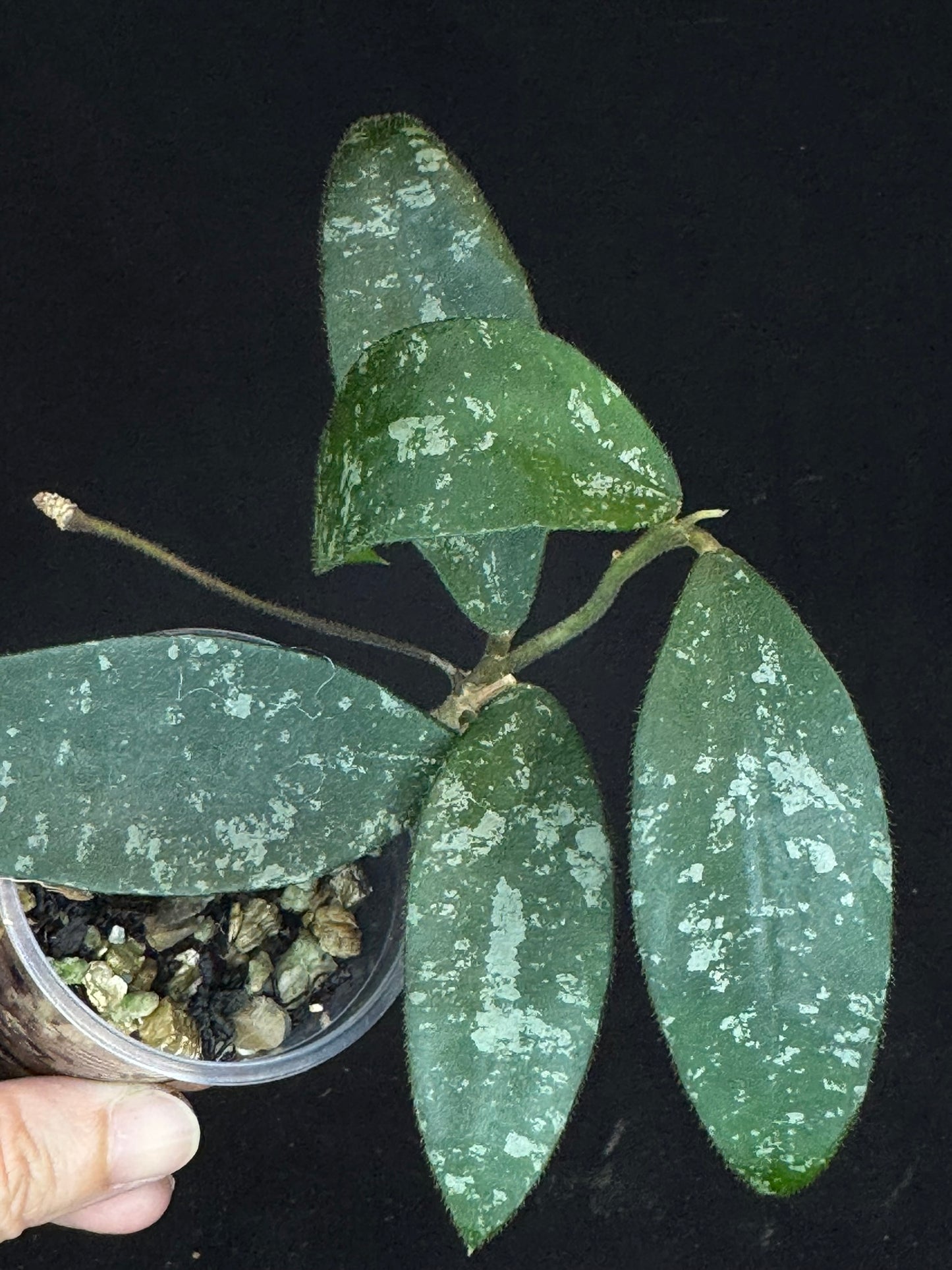 Hoya Phuwuaensis splash, with one peduncle