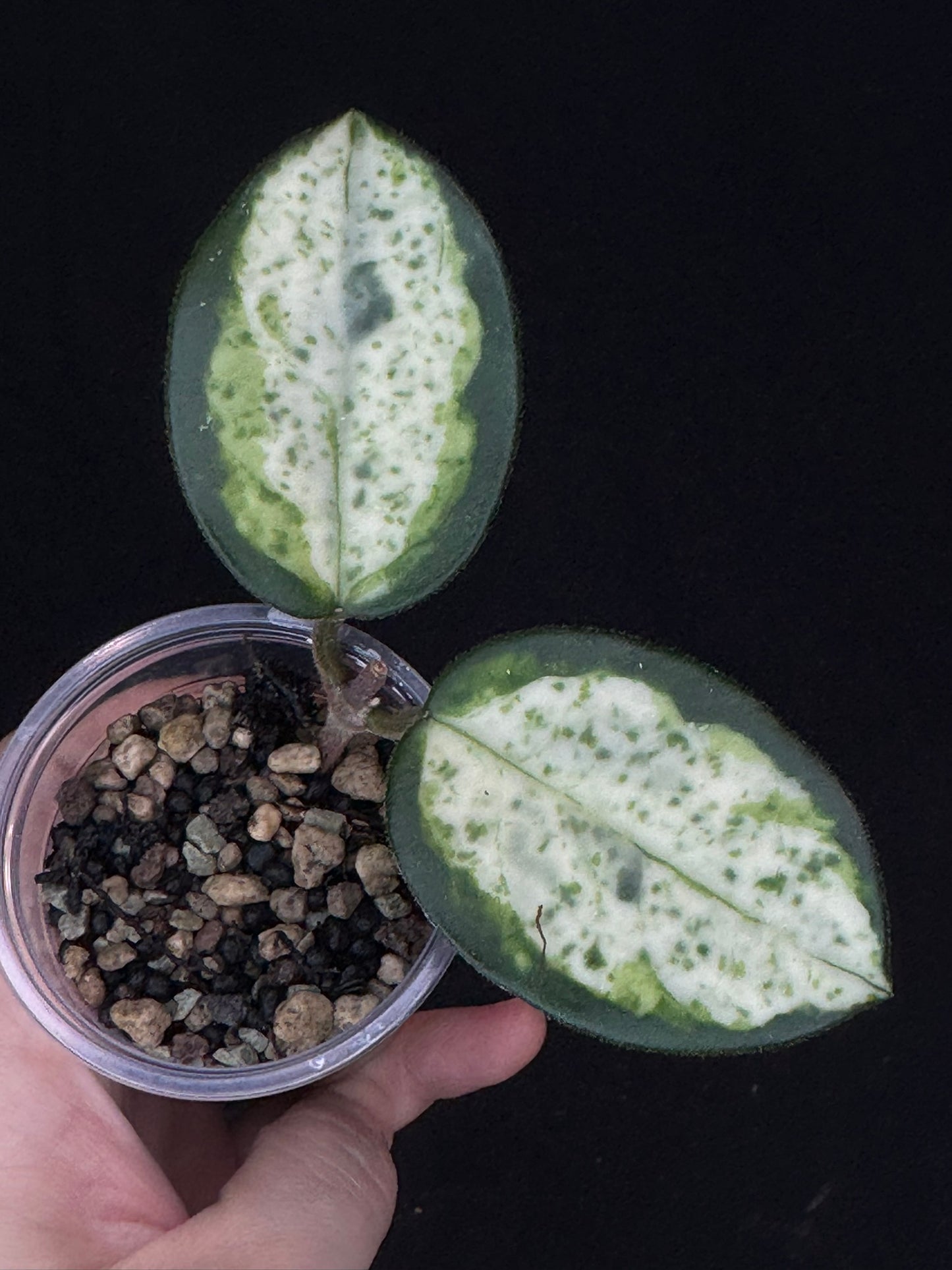 UNICORN🦄! Hoya carnosa 'Madara Green Edge', nice variegation with growth point