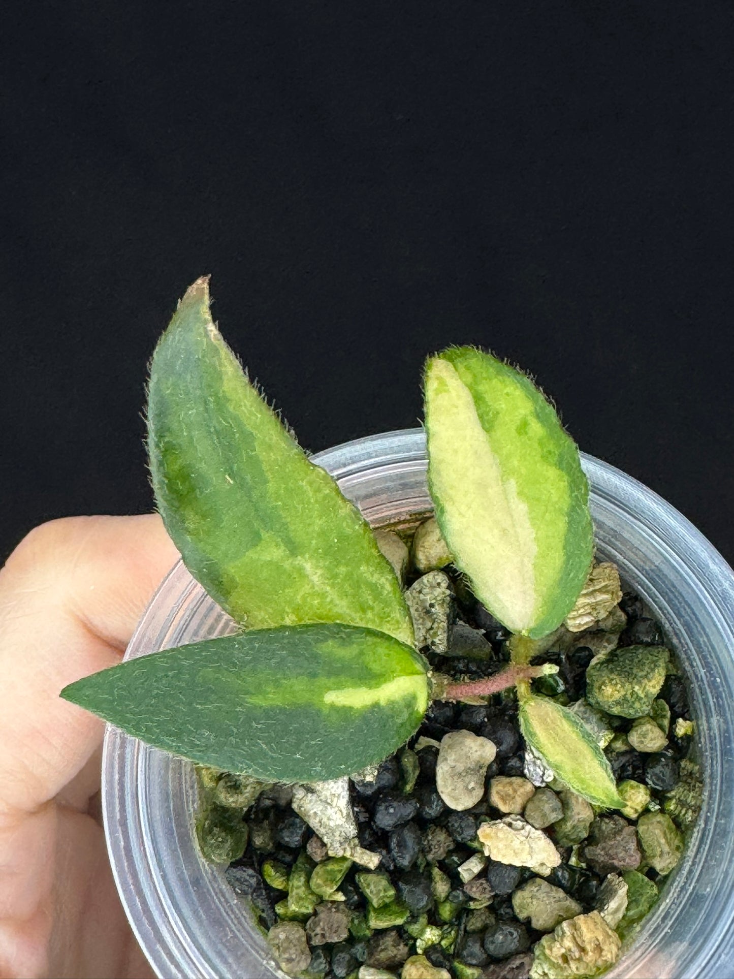 UNICORN🦄! Hoya caudata variegated, neon sunstressed variegation color, super rare (Upgrade Shipping is recommended)