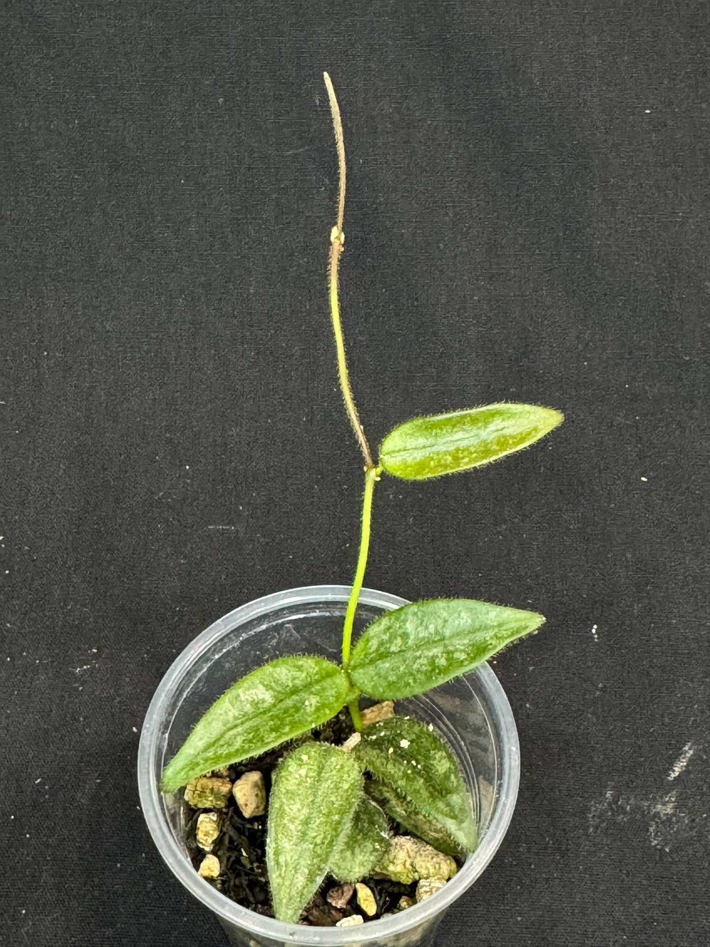 Hoya Lyi Splash, attracting splashy furry leaves, rare hoya