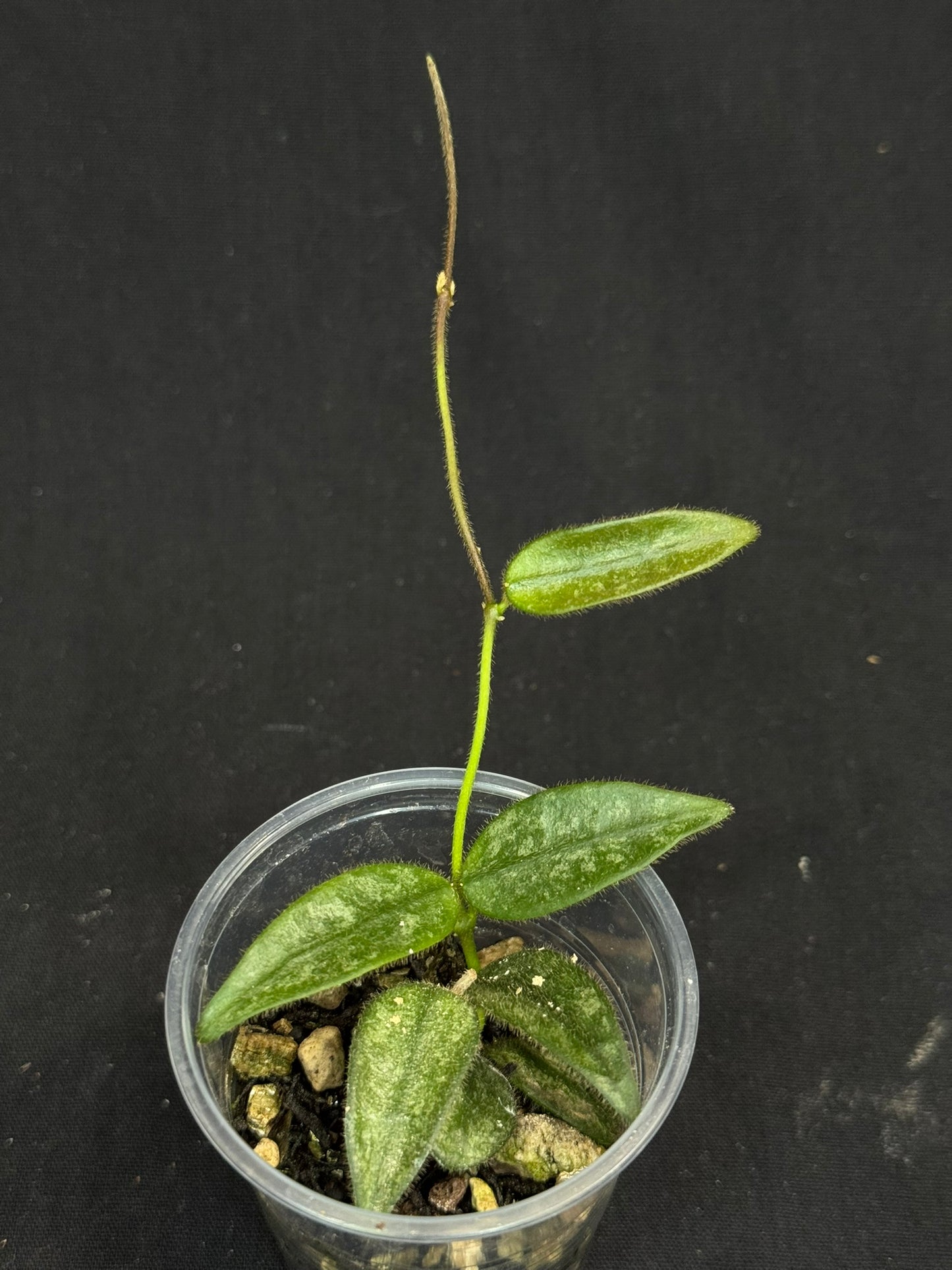 Hoya Lyi Splash, attracting splashy furry leaves, rare hoya