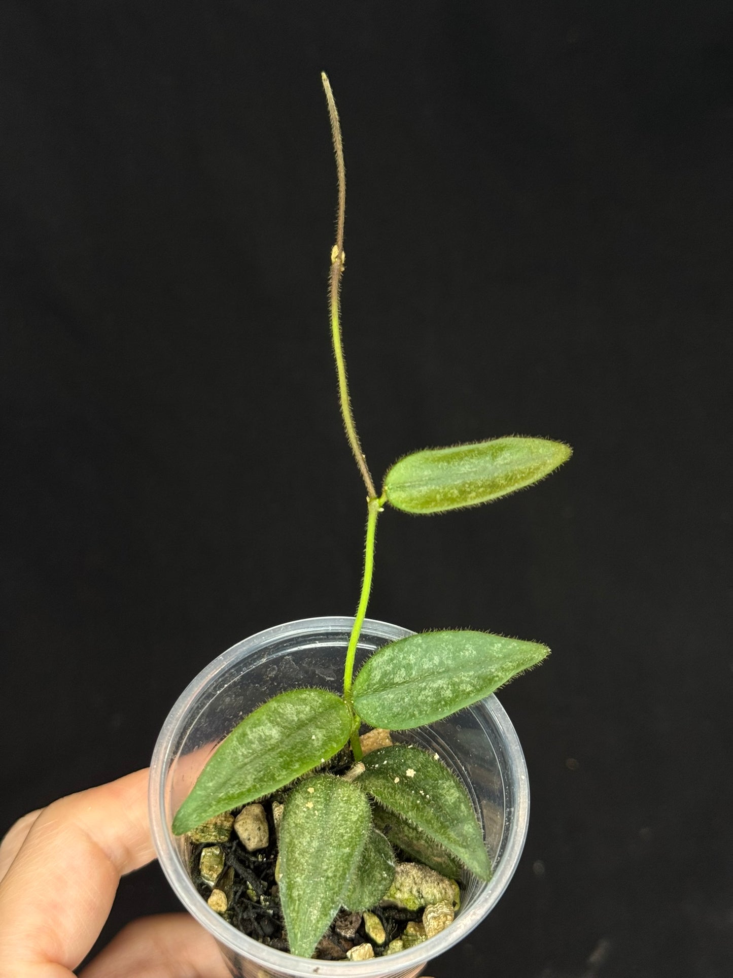 Hoya Lyi Splash, attracting splashy furry leaves, rare hoya